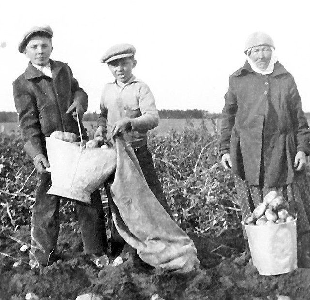 potato-pickers-1937